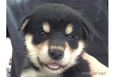 成約済の山口県の柴犬-197201の1枚目